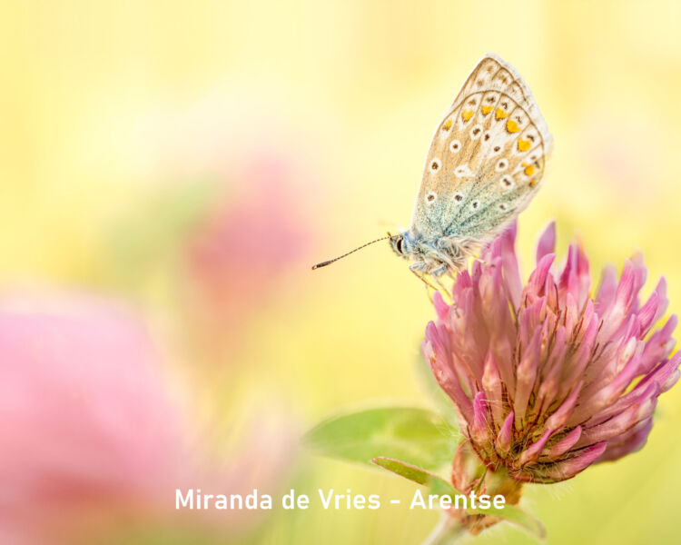 2023-05 Miranda de Vries-Arentse