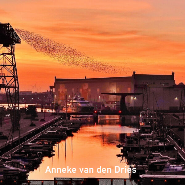 2024-08_Anneke_van_den_Dries_Vierkant