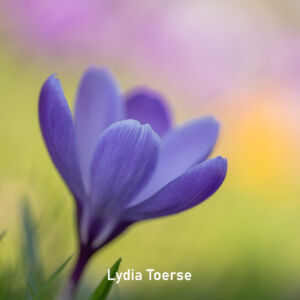 2025_04_Lydia Toerse_vierkant