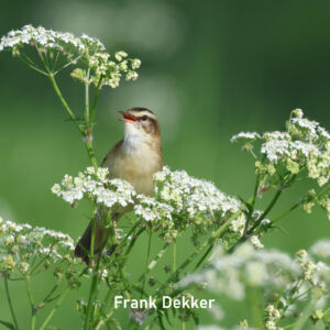 2025-05_Frank Dekker_Vierkant