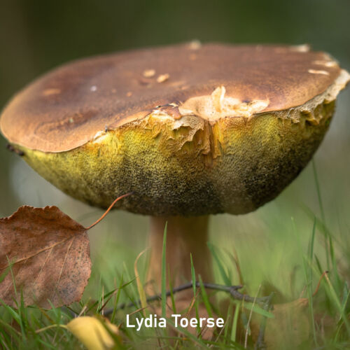 2025-09_Lydia Toerse_Vierkant