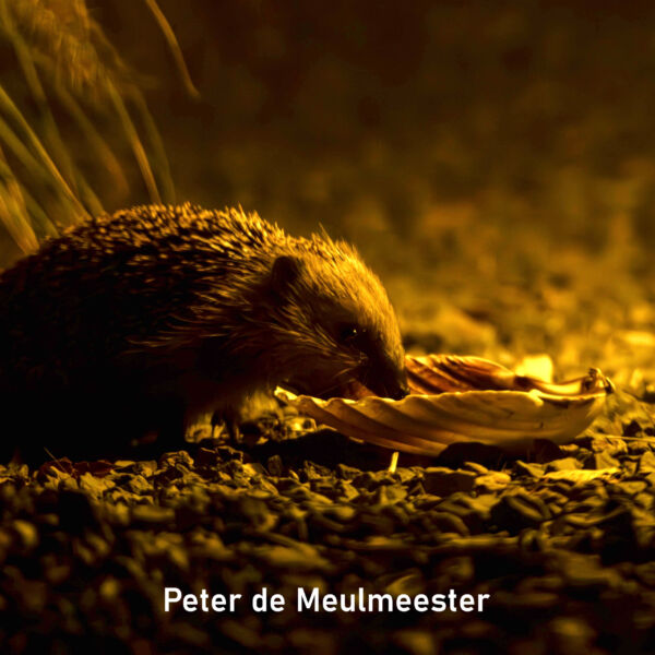 2025-11_Peter de Meulmeester_Vierkant