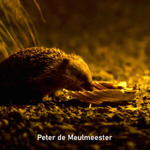 2025-11_Peter de Meulmeester_Vierkant