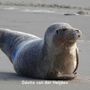 2026-02_Odette van der Heijden_Vierkant