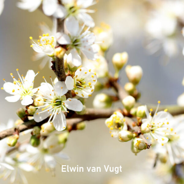 2026-03_Elwin van Vugt_vierkant