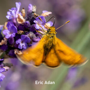 2026-06_Eric Adan_Vierkant