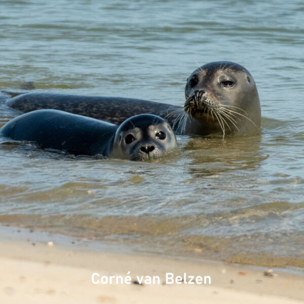 2026-07_Corne van Belzen_vierkant