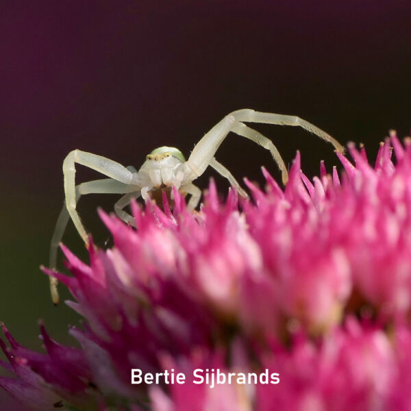 2026-09_Bertie Sijbrands_vierkant